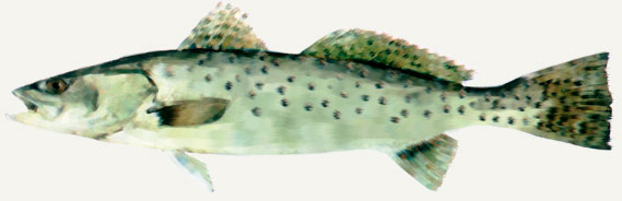 Speckled Trout Chesapeake Bay