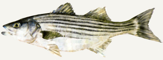 Striped Bass Chesapeake Bay