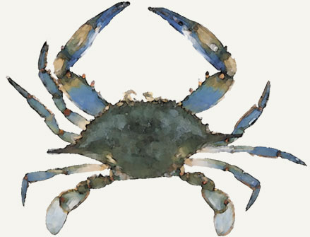 chesapeake bay blue crab