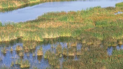 Chesapeake Bay Salt Marsh New Point Comfort Virginia